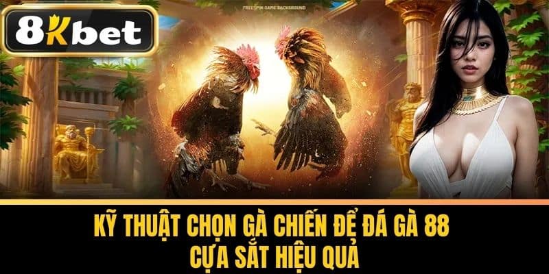 Kỹ Thuật Chọn Gà Chiến Để Đá Gà 88 Cựa Sắt Hiệu Quả