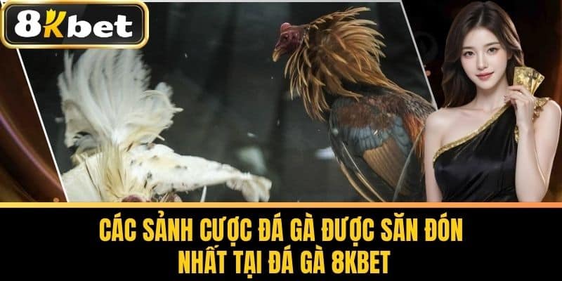 Các sảnh cược đá gà được săn đón nhất tại Đá Gà 8KBET