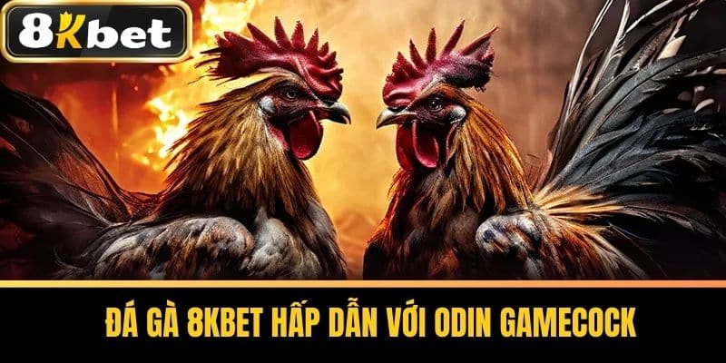 Đá gà 8KBET hấp dẫn với ODIN GAMECOCK