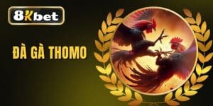 Đá Gà Thomo - Xem Đá Gà Campuchia Trực Tiếp Hôm Nay